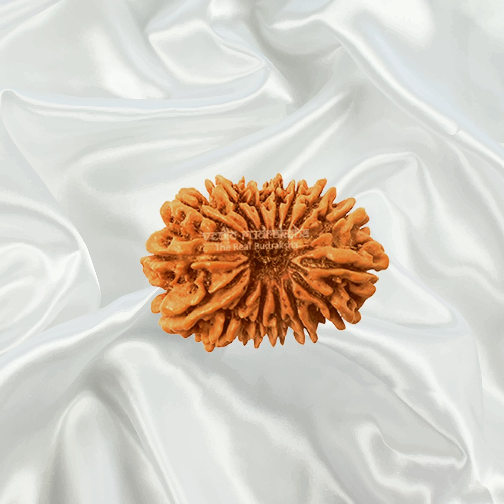 15  Mukhi Nepal Rudraksha Big