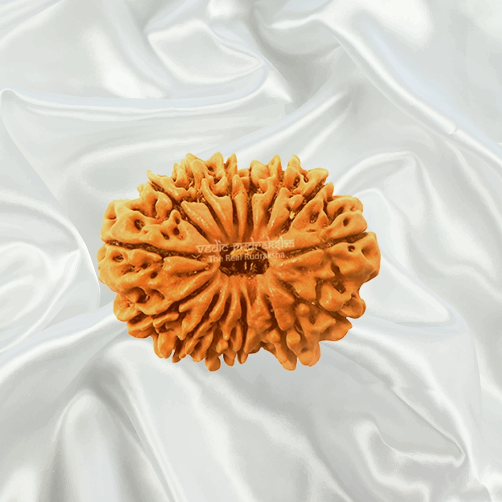 15 Mukhi Nepal Rudraksha Collector