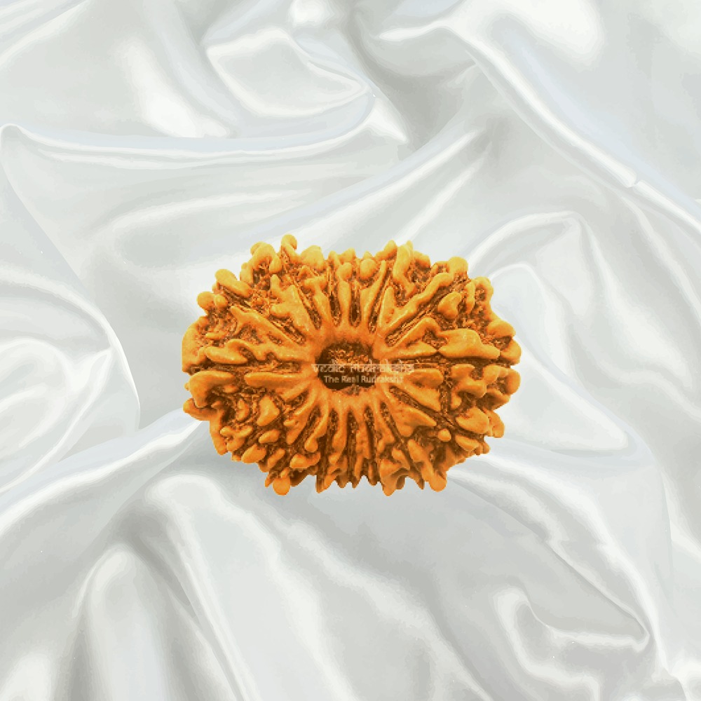 15 Mukhi Nepal Rudraksha Medium