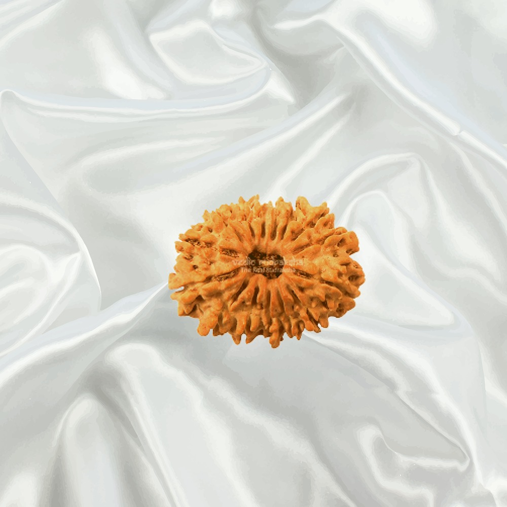 15 Mukhi Nepal Rudraksha Small