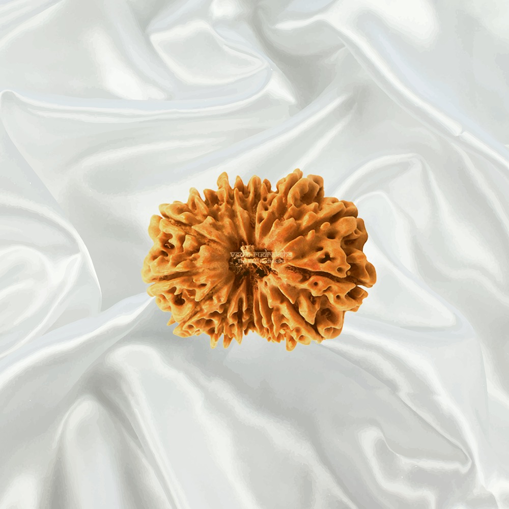 15 Mukhi Nepal Rudraksha Super Collector