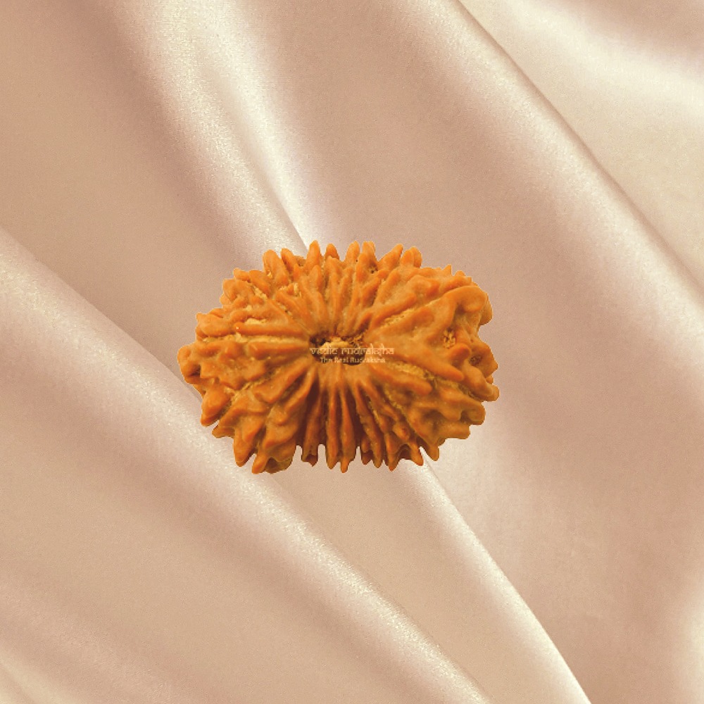 16  Mukhi Nepal Rudraksha Medium