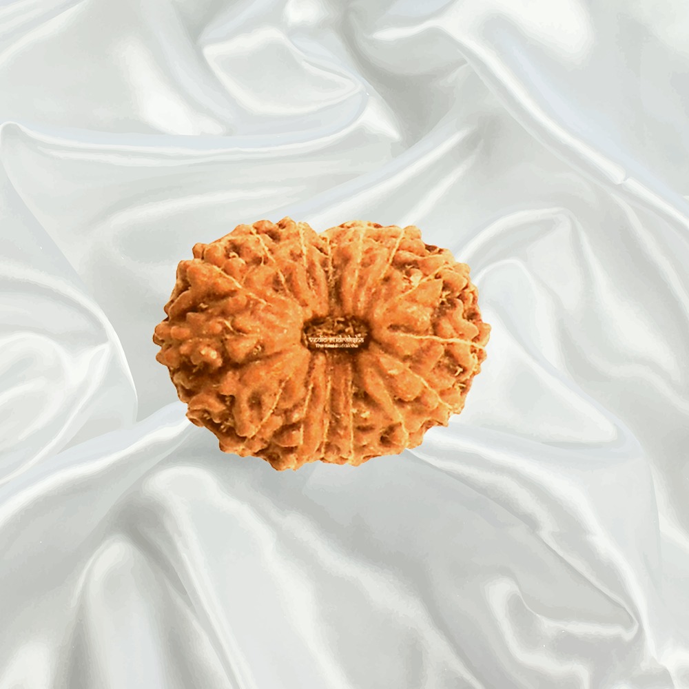 16 Mukhi Indonesian Rudraksha Big