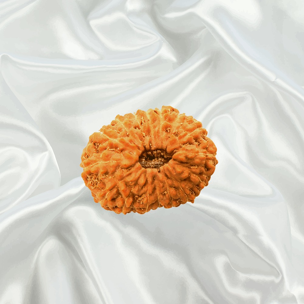 16 Mukhi Indonesian Rudraksha Medium