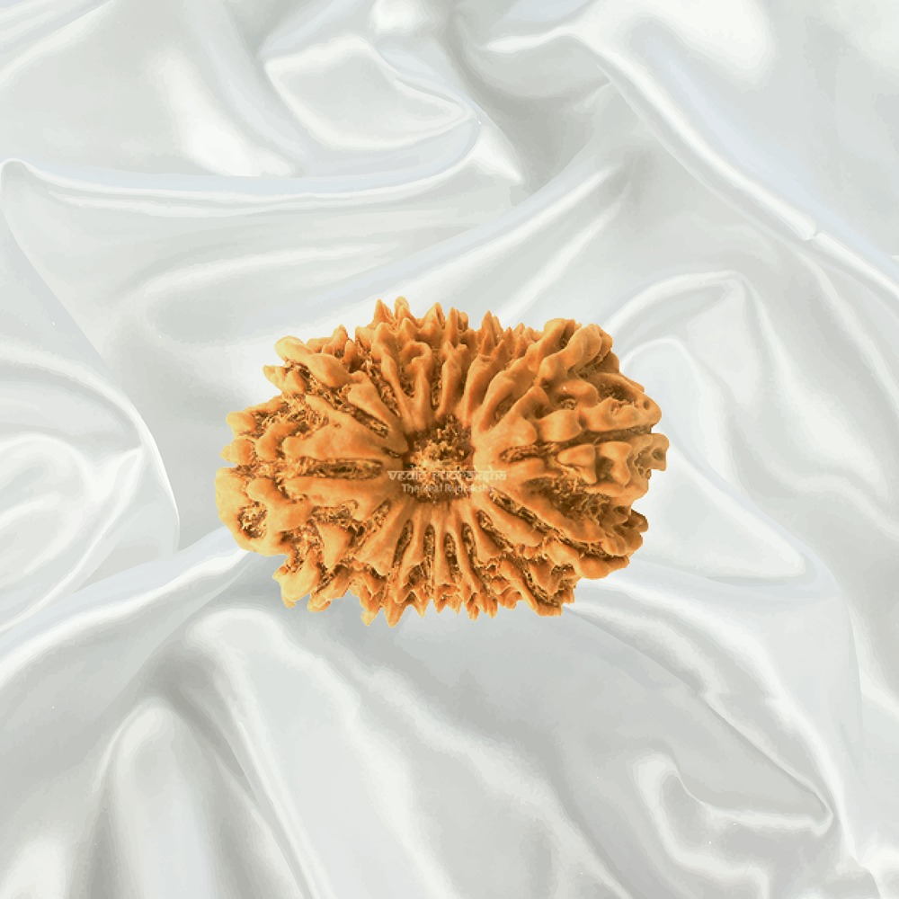 16 Mukhi Nepal Rudraksha Big