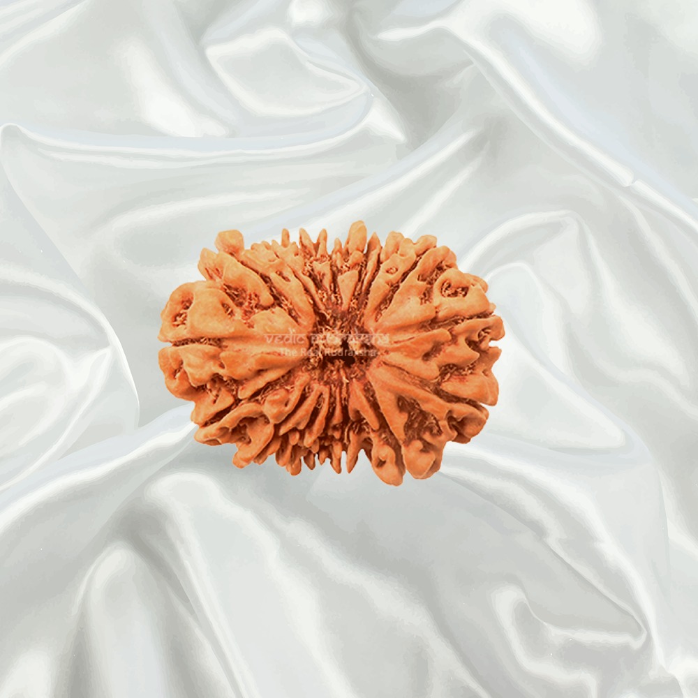  16 Mukhi Nepal Rudraksha Collector