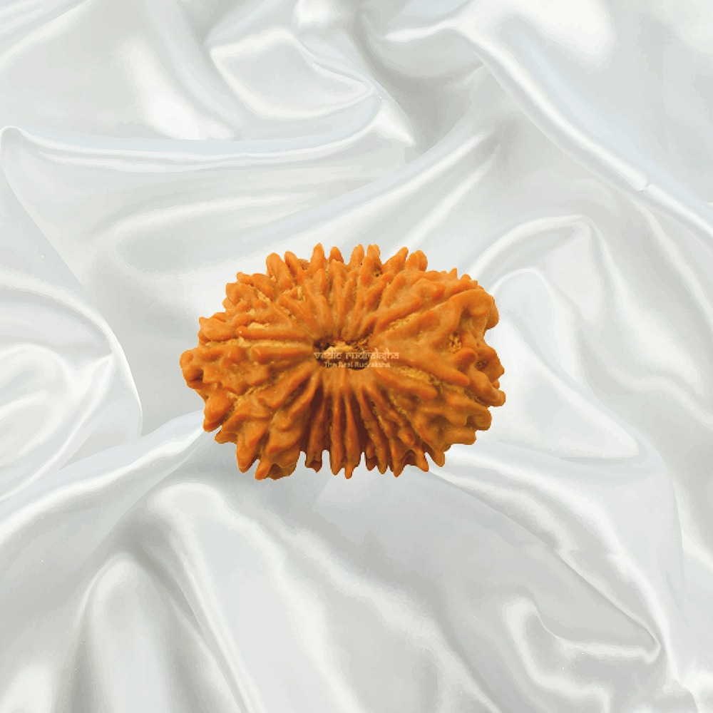 16  Mukhi Nepal Rudraksha Medium
