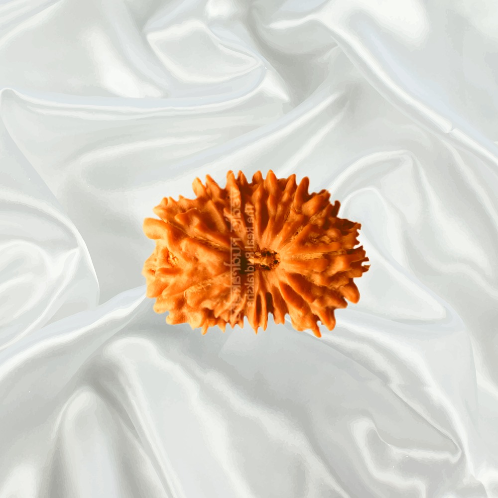16 Mukhi Nepal Rudraksha Small