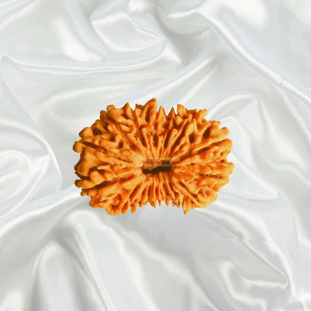 16 Mukhi Nepal Rudraksha Super Collector