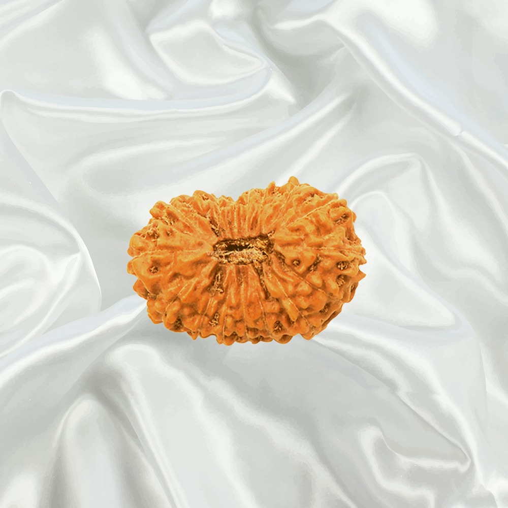17 Mukhi Indonesian Rudraksha Big