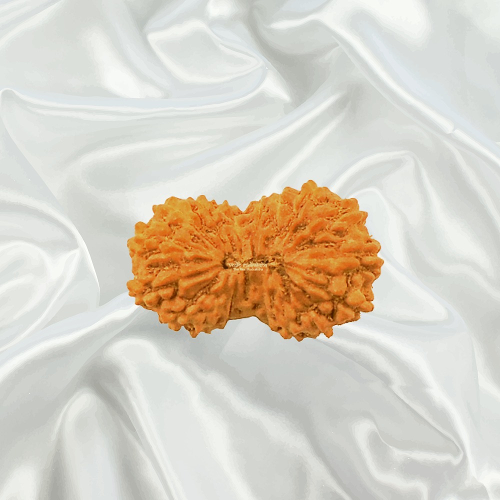 17 Mukhi Indonesian Rudraksha Medium