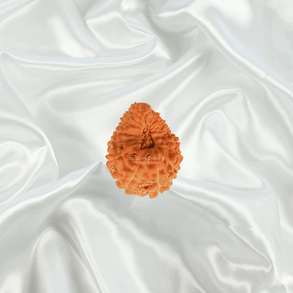 17 Mukhi Indonesian Rudraksha Small