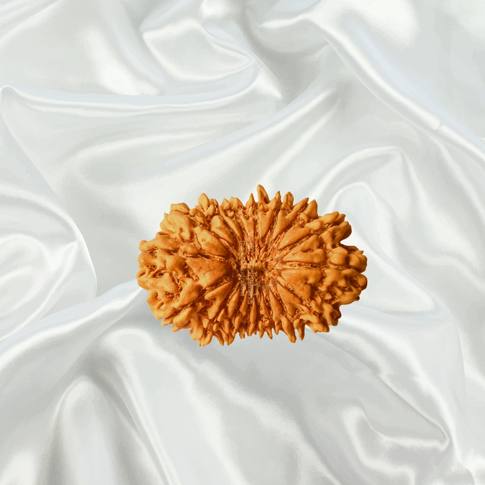17 Mukhi Nepal Rudraksha Collector