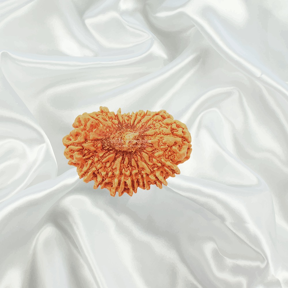 17 Mukhi Nepal Rudraksha Medium