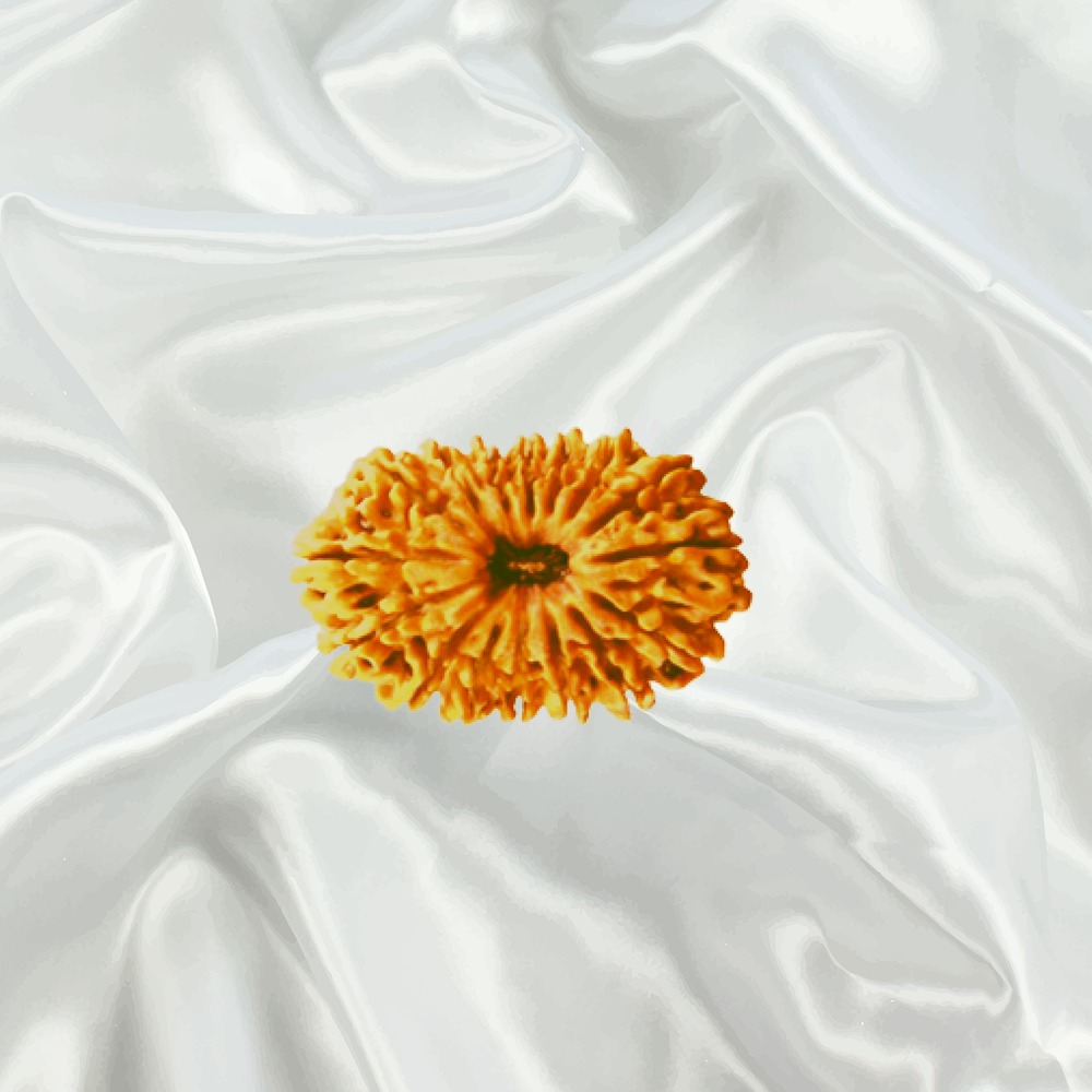 17 Mukhi Nepal Rudraksha Small