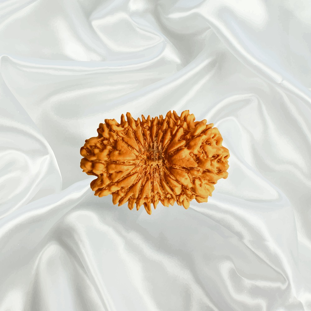 17 Mukhi Nepal Rudraksha Super Collector