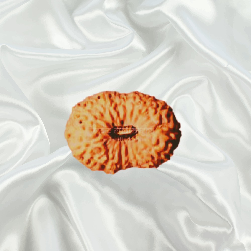 18 Mukhi Indonesian Rudraksha Big