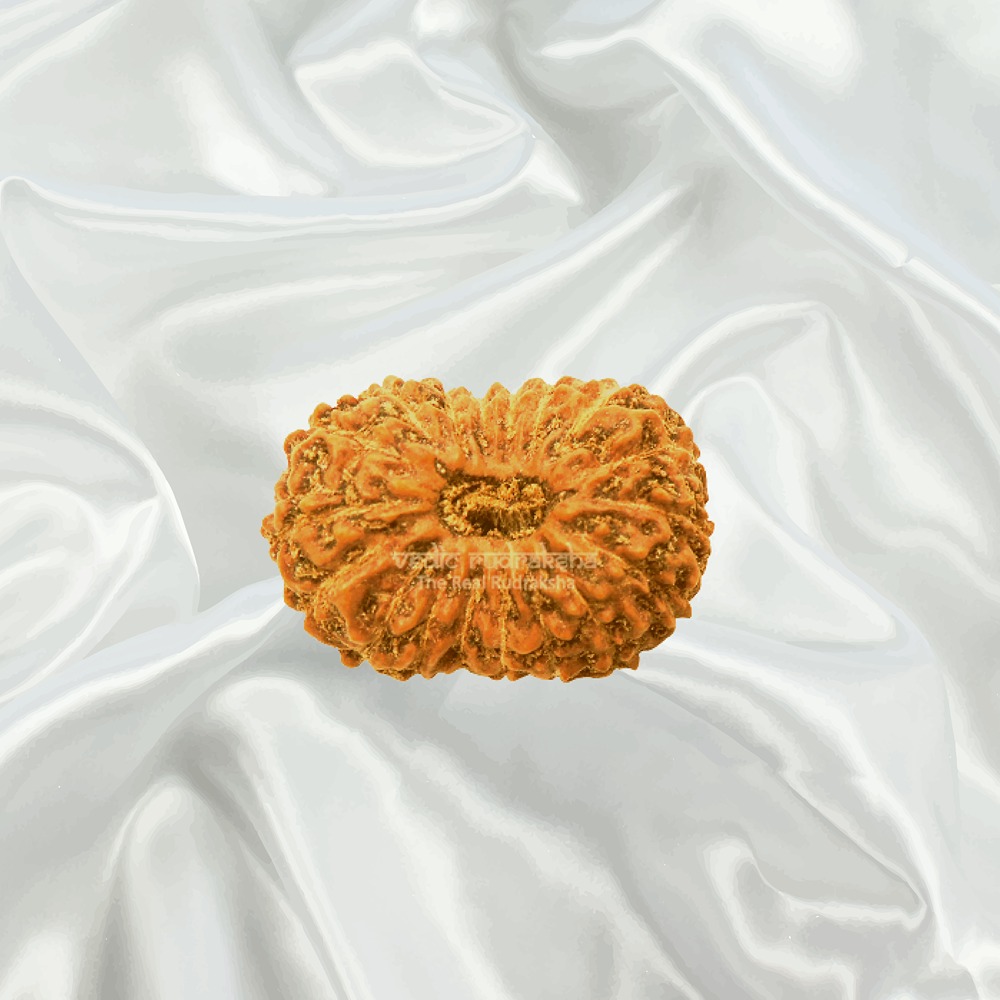 18 Mukhi Indonesian Rudraksha Collector