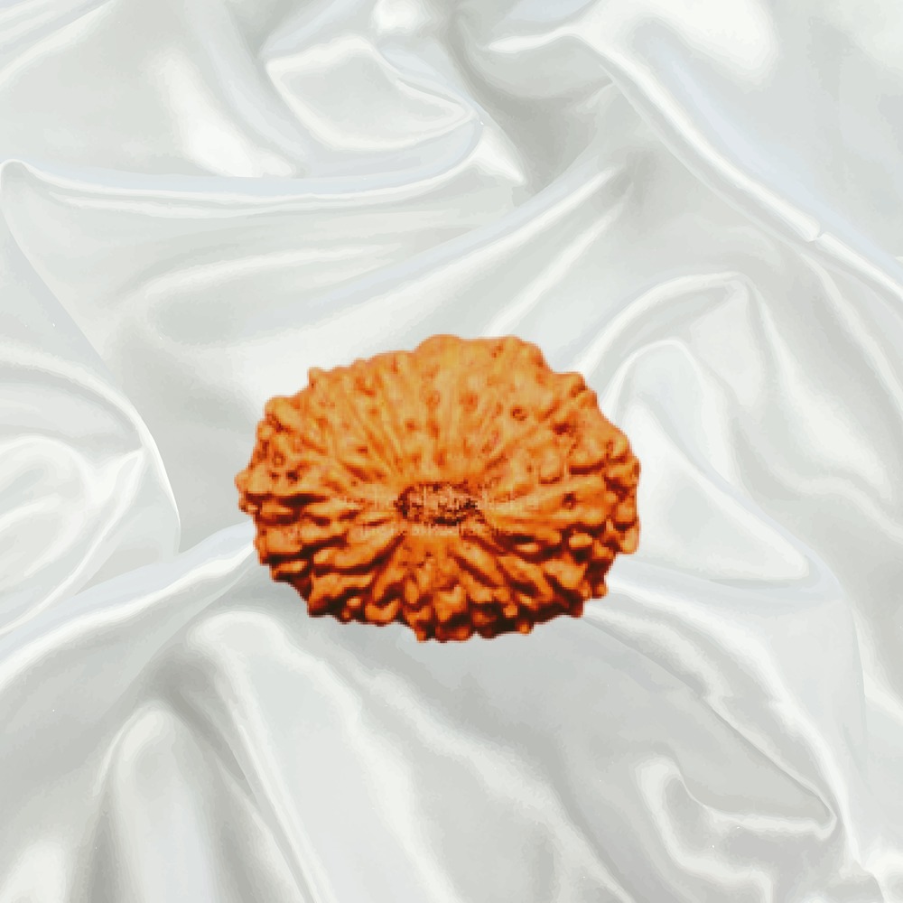 18 Mukhi Indonesian Rudraksha Medium