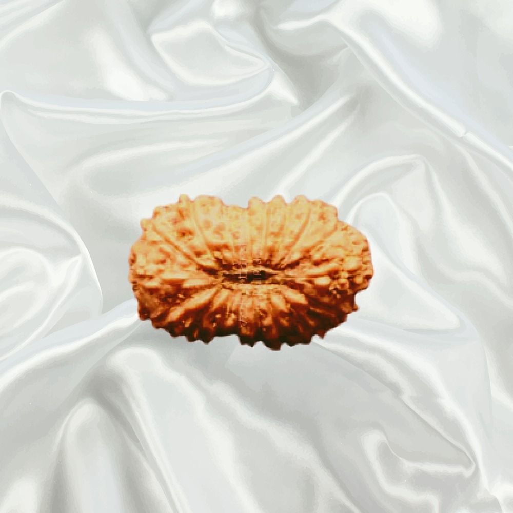 18 Mukhi Indonesian Rudraksha Small