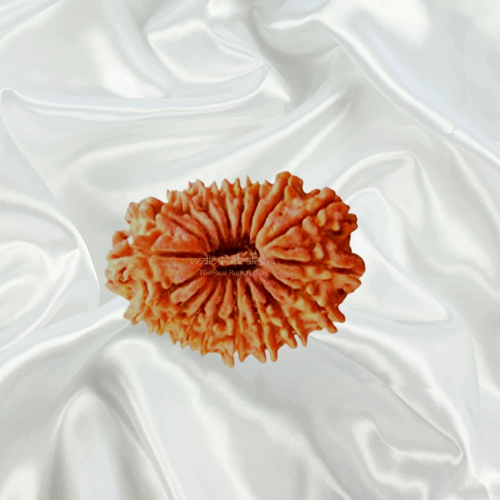 18 Mukhi Nepal Rudraksha Big