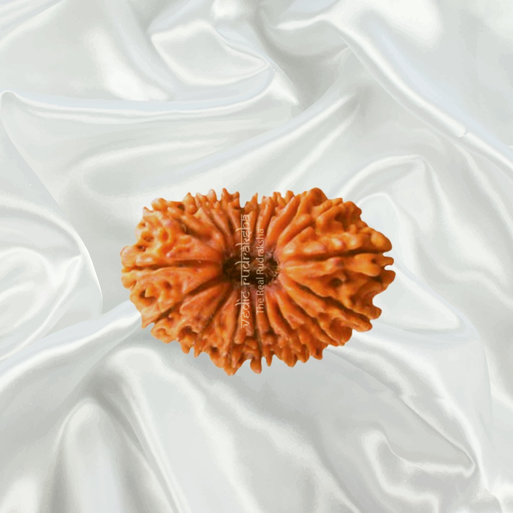 18 Mukhi Nepal Rudraksha Collector