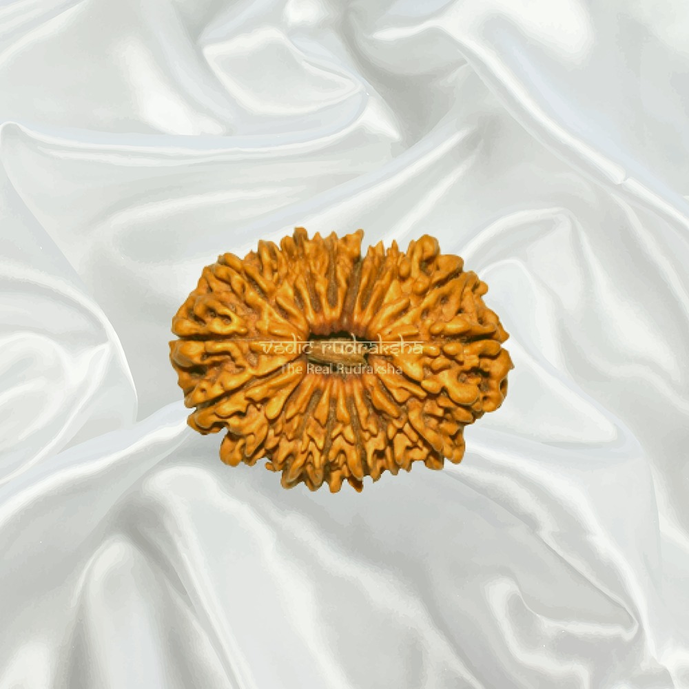 18 Mukhi Nepal Rudraksha Medium
