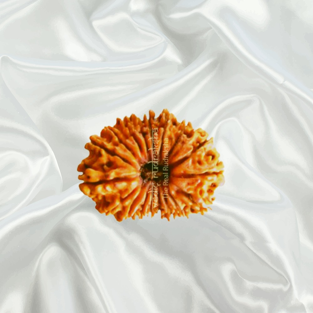 18 Mukhi Nepal Rudraksha Small