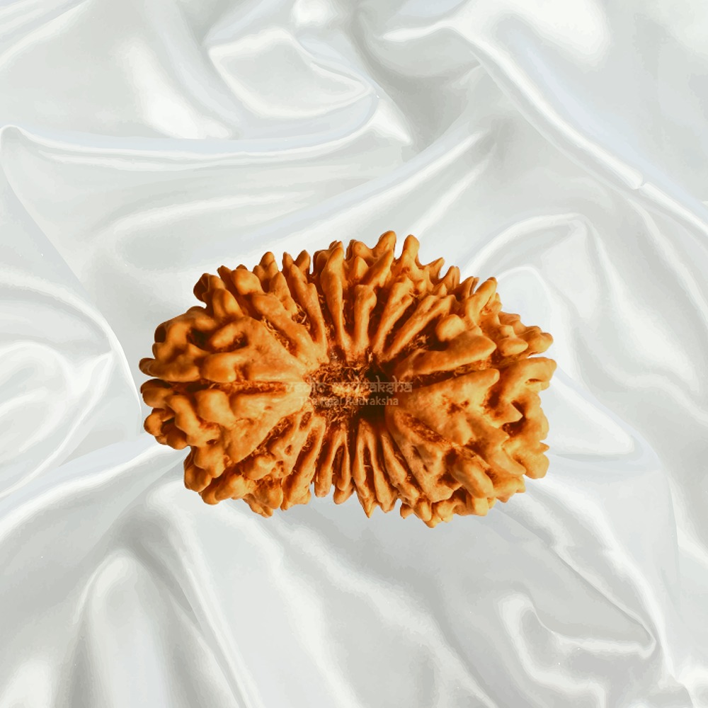 18 Mukhi Nepal Rudraksha Super Collector