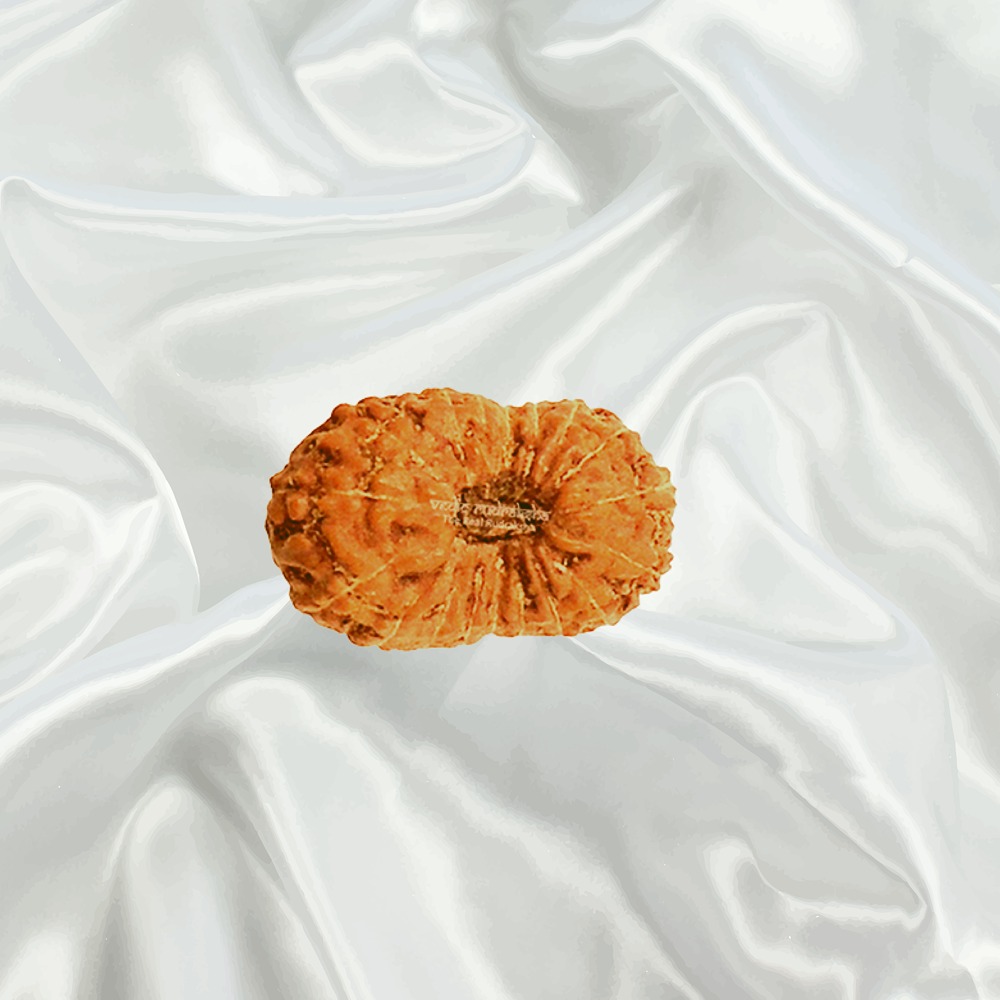 19 Mukhi Indonesian Rudraksha Big