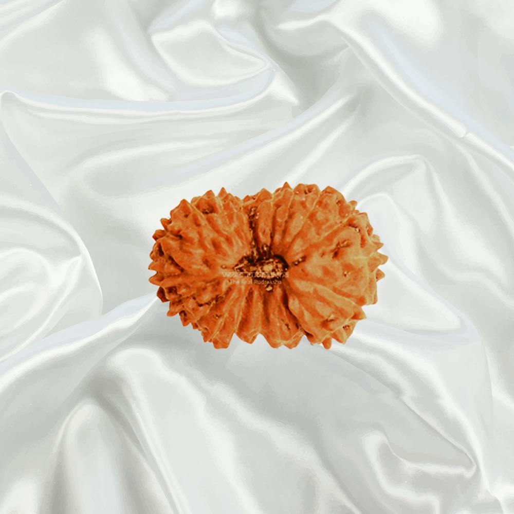 19 Mukhi Indonesian Rudraksha Collector