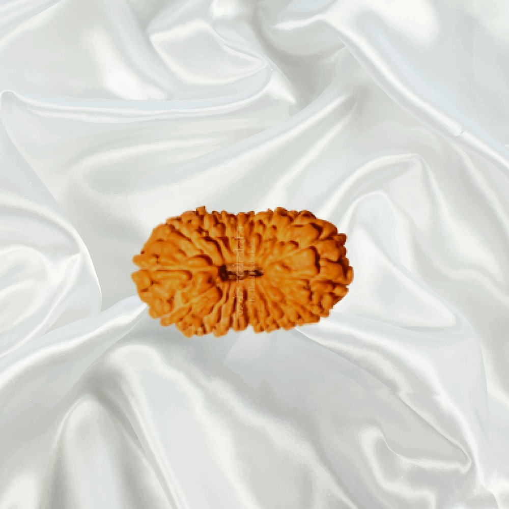 19 Mukhi Indonesian Rudraksha Small