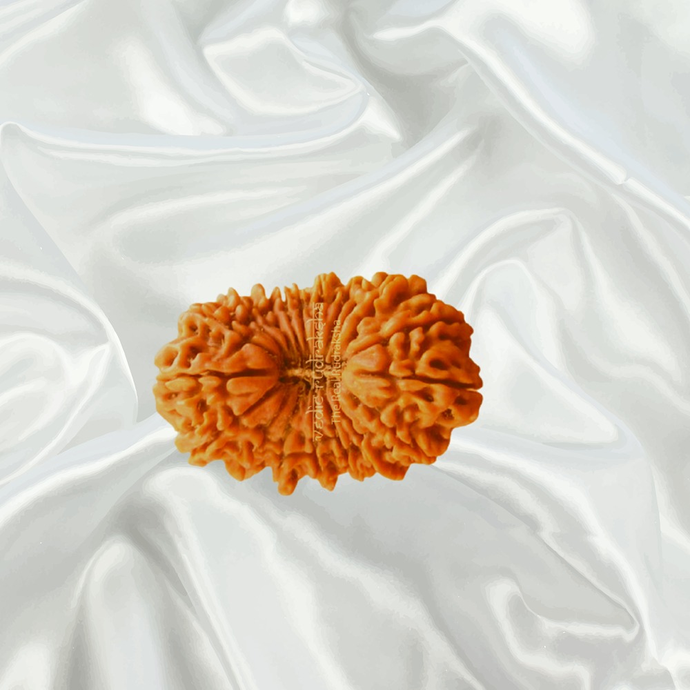 19 Mukhi Nepal Rudraksha Big