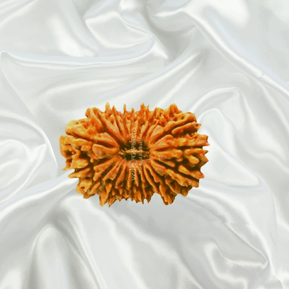 19 Mukhi Nepal Rudraksha Collector
