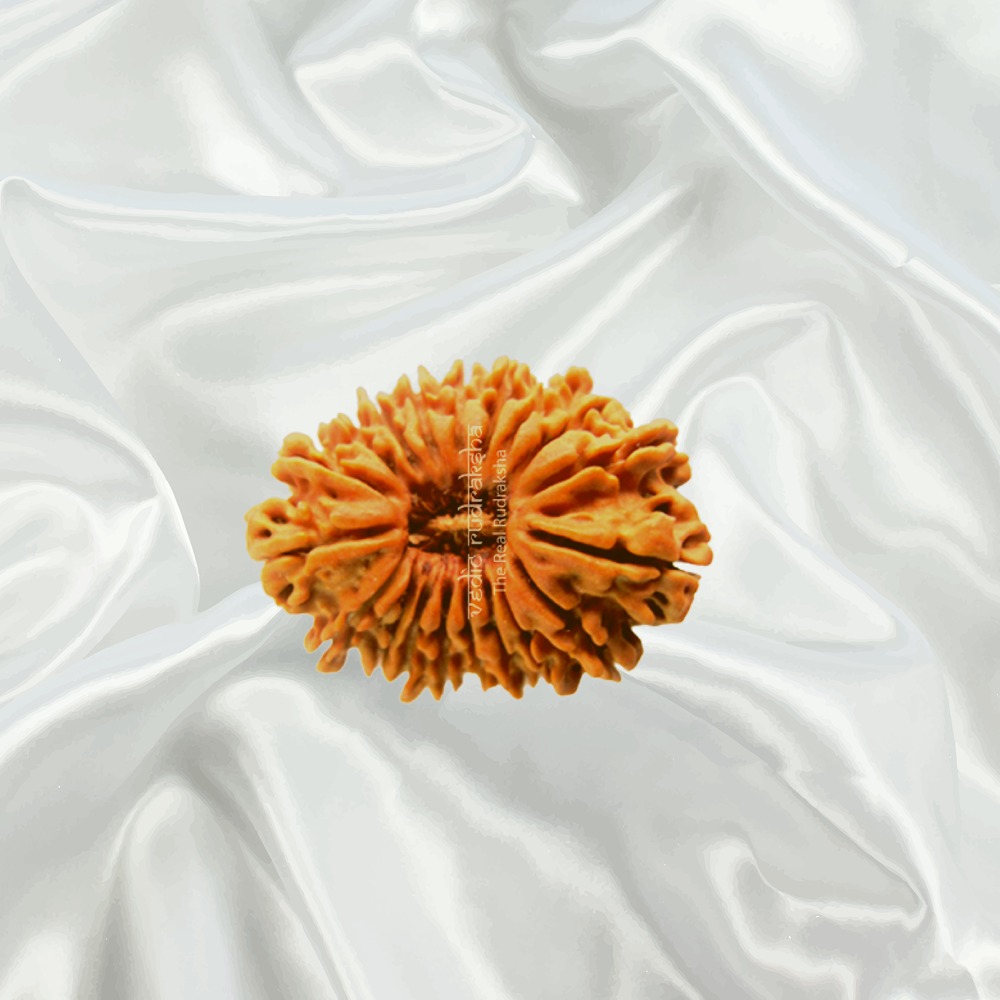 19 Mukhi Nepal Rudraksha Medium
