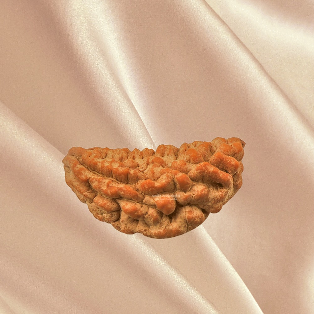 1 Mukhi Indian Rudraksha Big Indian