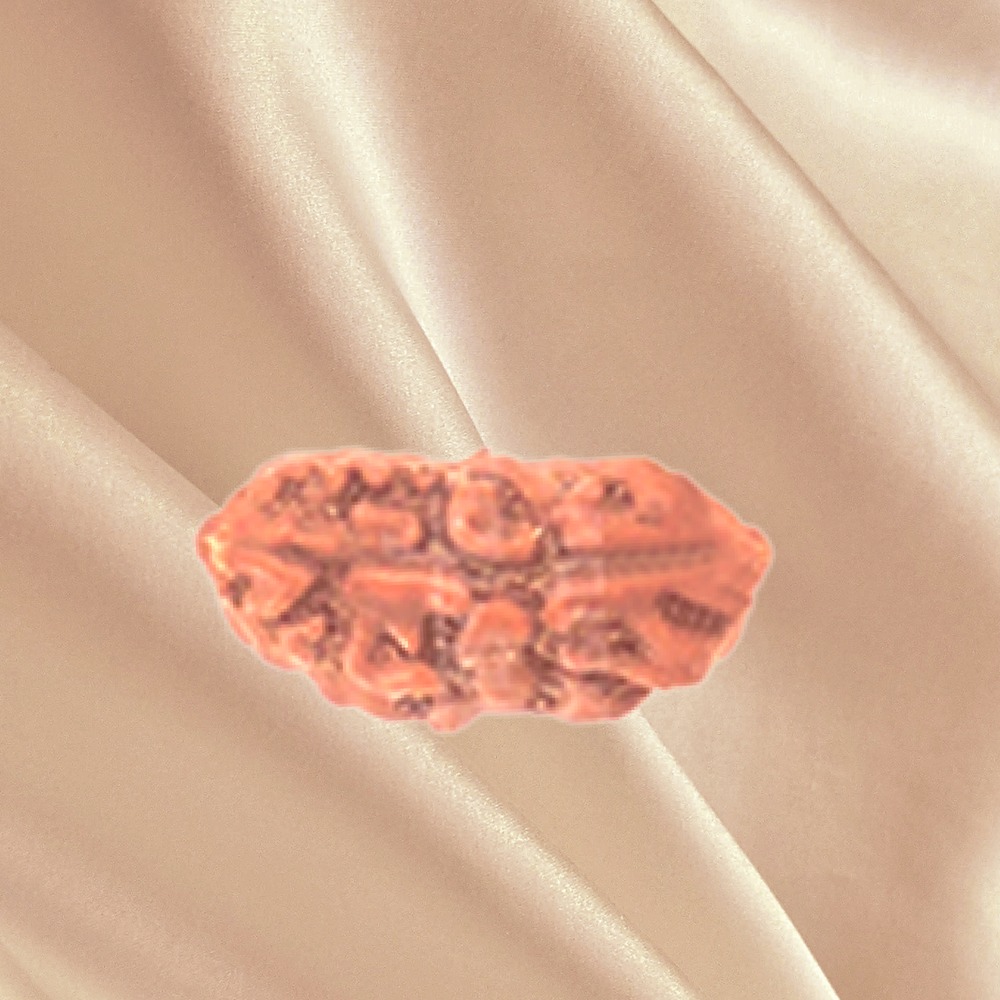 1 Mukhi Indonesian Rudraksha Big