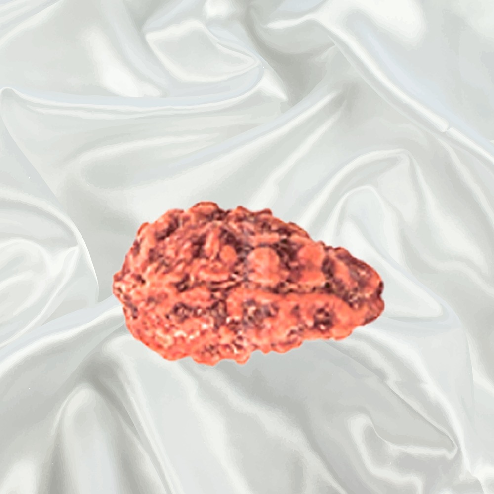 1 Mukhi Indonesian Rudraksha Collector