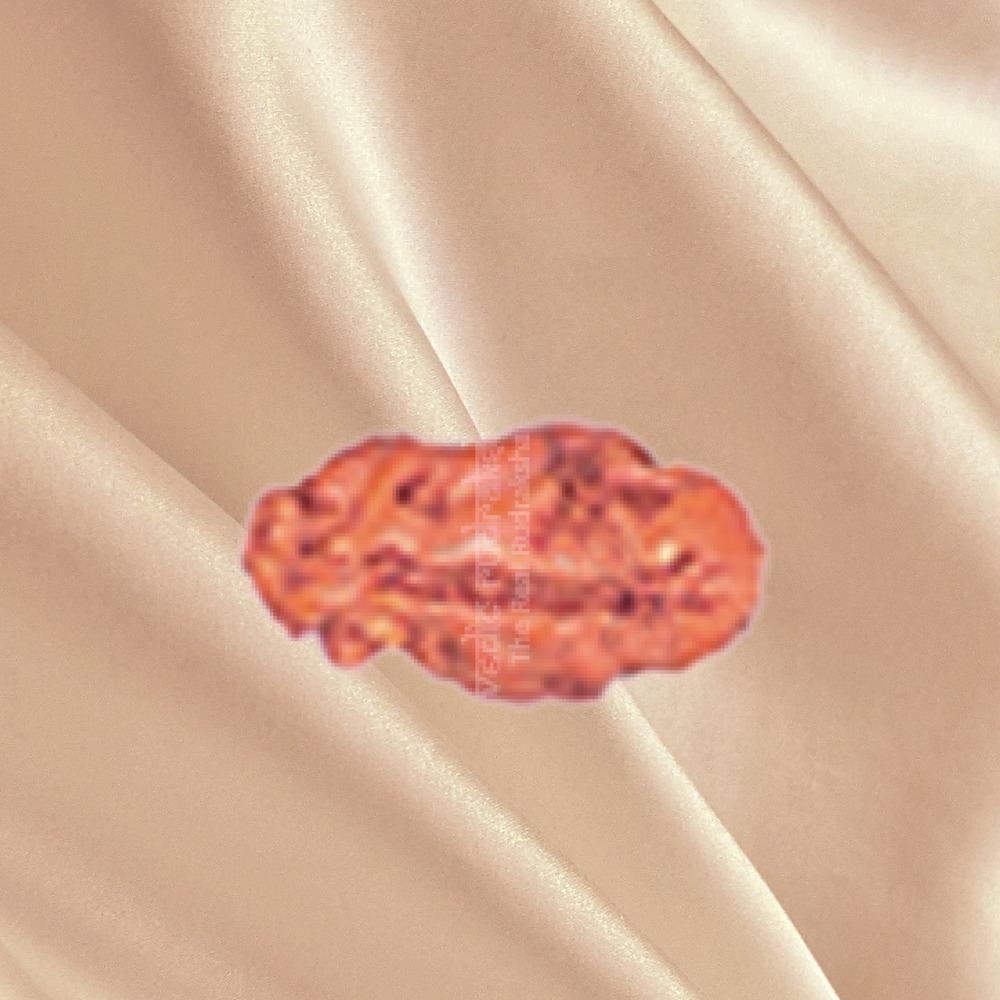 1 Mukhi Indonesian Rudraksha Medium