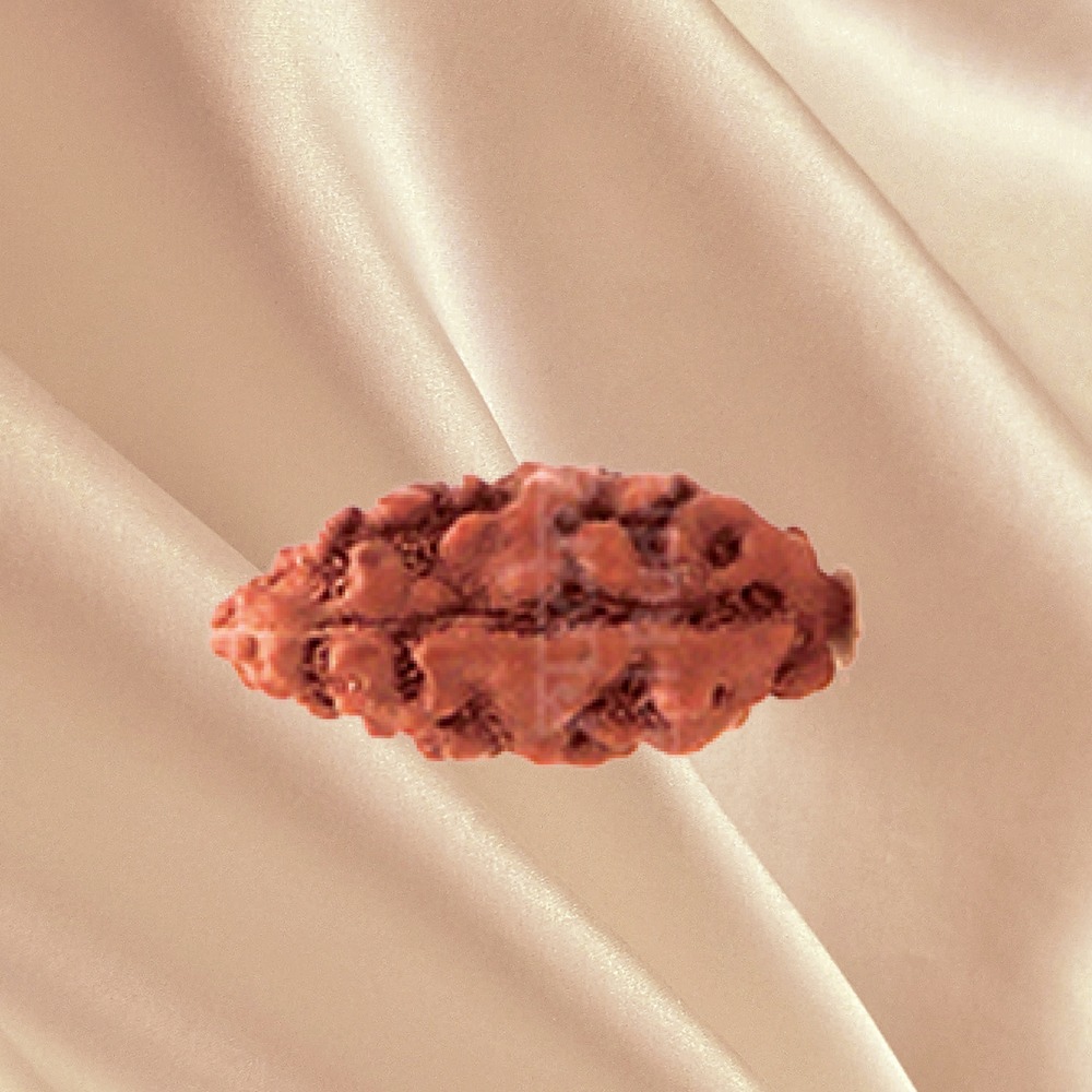1 Mukhi Indonesian Rudraksha Small