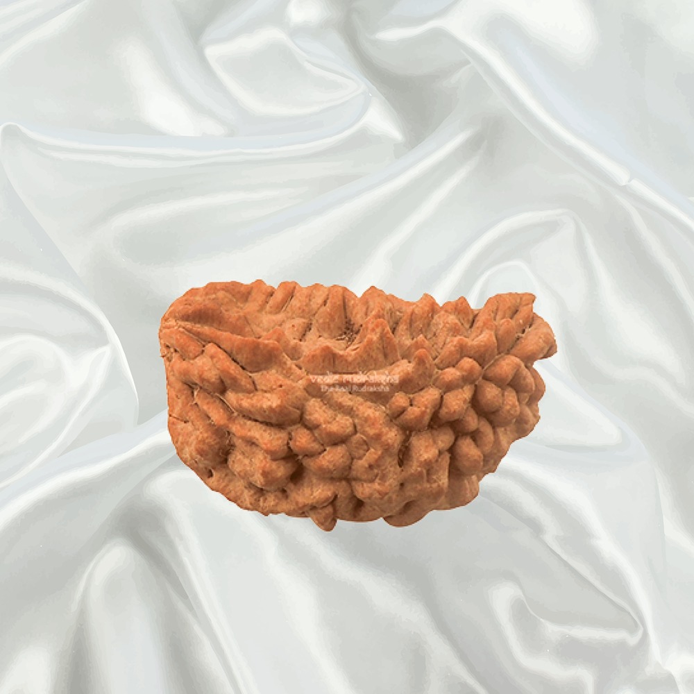 1 Mukhi Rudraksha Medium Indian