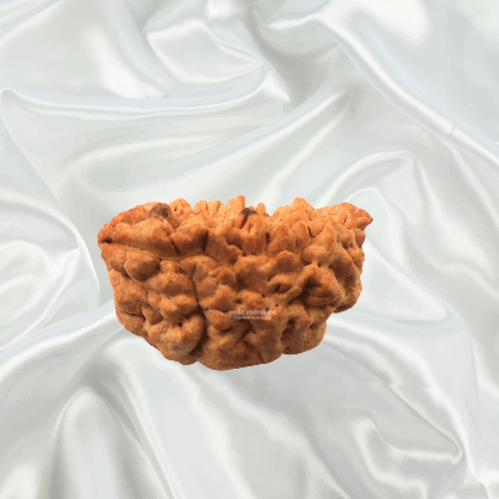 1 Mukhi Rudraksha Small Indian