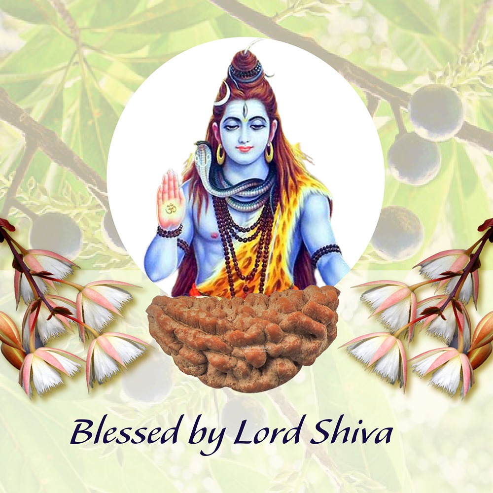 1 Mukhi Rudraksha Small Indian