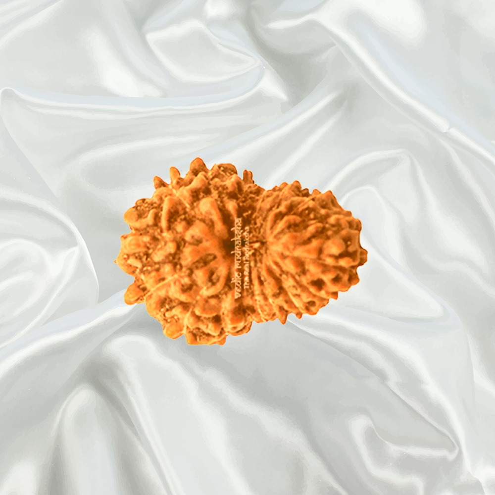 20 Mukhi Indonesian Rudraksha Big