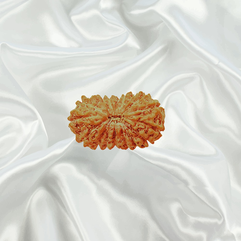 20 Mukhi Indonesian Rudraksha Collector