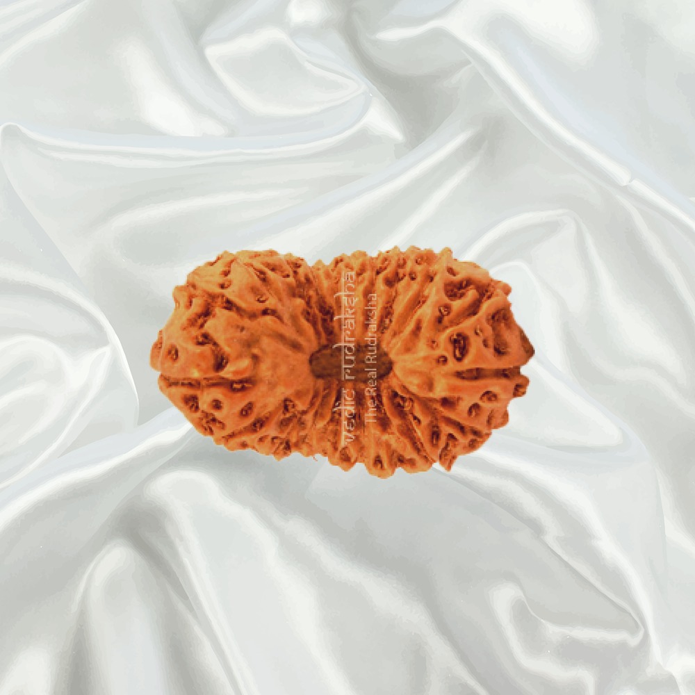 20 Mukhi Indonesian Rudraksha Small