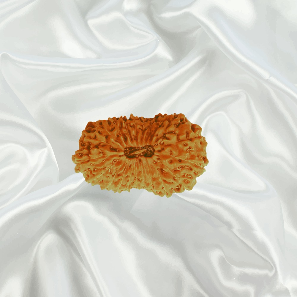 21 Mukhi Indonesian Rudraksha Super Collector 