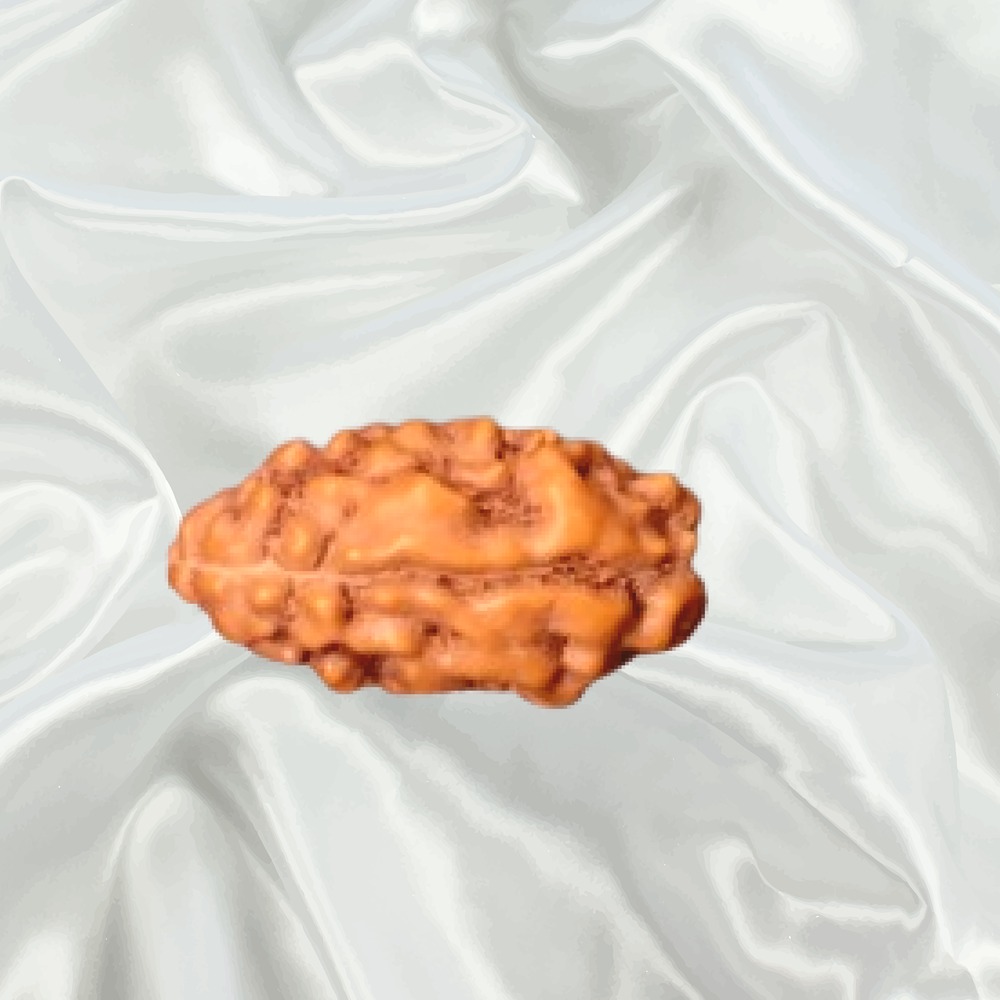 2 Mukhi Indonesian Rudraksha Big