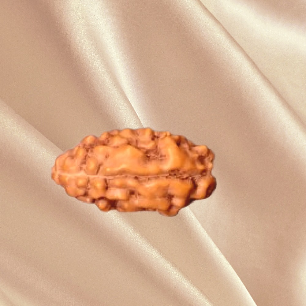 2 Mukhi Indonesian Rudraksha Medium