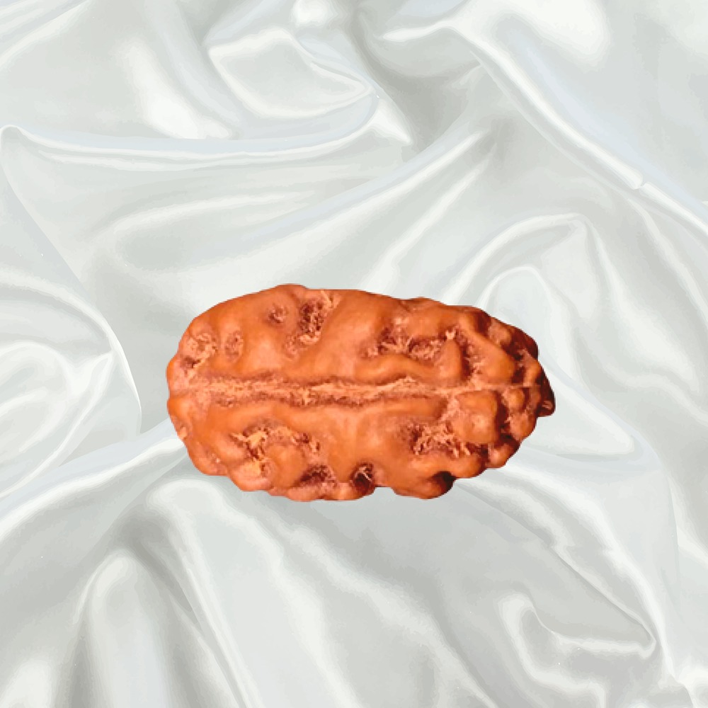 2 Mukhi Indonesian Rudraksha Small